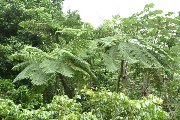 Lush foliage everywhere